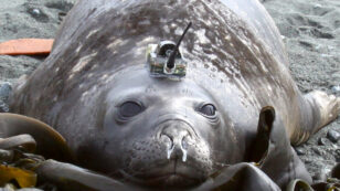 Seals Reveal How Antarctic Sea Ice Melt Affects Ocean Currents