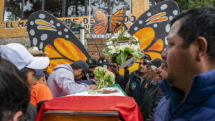 2 Butterfly Defenders Found Dead Within a Week in Mexico