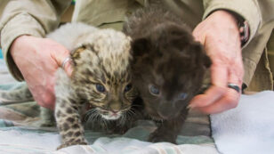 Extremely Rare Leopard Cubs Born in Connecticut Zoo