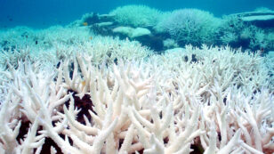 World’s Reefs Caught Up in the Longest Global Coral Bleaching Event Ever Recorded