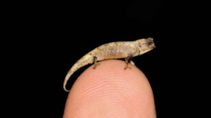 New Chameleon Species May Be World’s Smallest Reptile