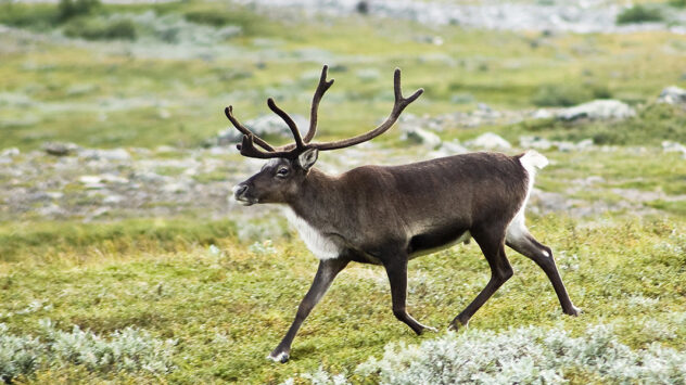 Caribou Science Denial Cripples Conservation Efforts