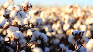 Monsanto Can Claim Patent on GM Cotton in India, Top Court Rules