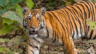 Could Wild Tiger Populations Double by 2022?