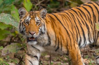 Could Wild Tiger Populations Double by 2022?