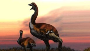 The World’s Largest Bird Weighed as Much as a Giraffe