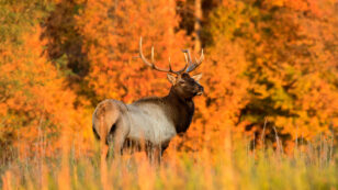 How to Restore a Million Acres of Strip-Mined Land? Bring in the Elk