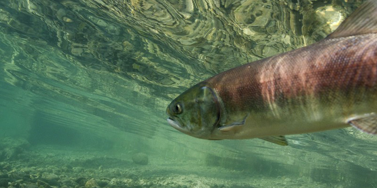 Appeals Court Affirms Order to Spill More Water Over Dams to Help Salmon Survive