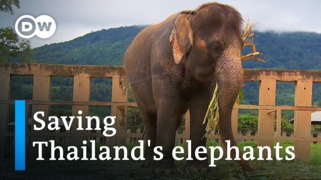 Life After the Tourist Trade for Thailand’s Elephants