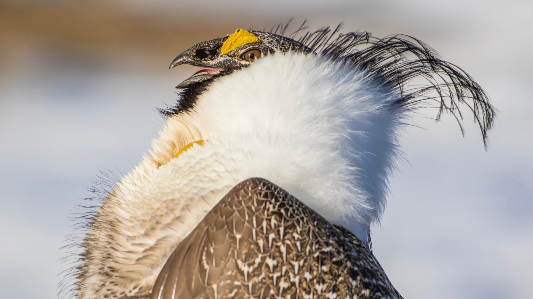 Feds Move to Slash Sage Grouse Protections For More Oil & Gas Development