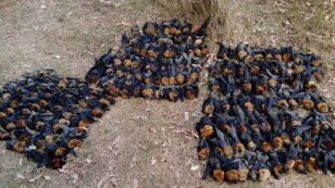 Hundreds of Flying Foxes ‘Boil’ in Extreme Australia Heat