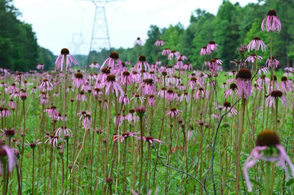 Smooth coneflower growing under transmission lines.