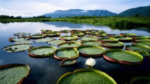 Saving the World’s Largest Tropical Wetland