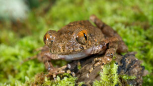 Scientists Discover 163 New Species