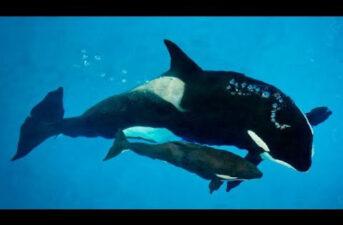 Baby Orca Born in Captivity Dies at SeaWorld