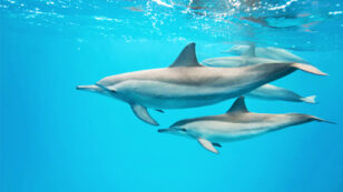 Want to Swim With Dolphins? Read This First