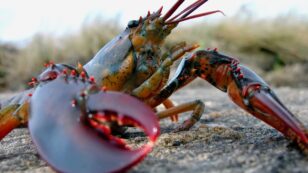 Could the Climate Crisis Spell the End for Maine Lobster?