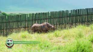World’s Oldest Known Black Rhino Dies