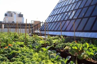 This Boston Hospital Is Feeding Patients Through Its Rooftop Farm