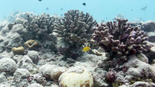 Largest Coral Atoll in the World Lost 80 Percent of Its Coral to Bleaching