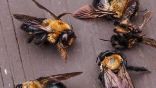 At Least 1 Million Bees Found Dead in Cape Town