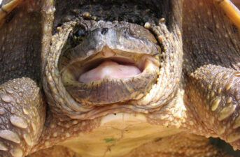 Land Use and Pollution Lead to More Male Snapping Turtle Babies, Researchers Find