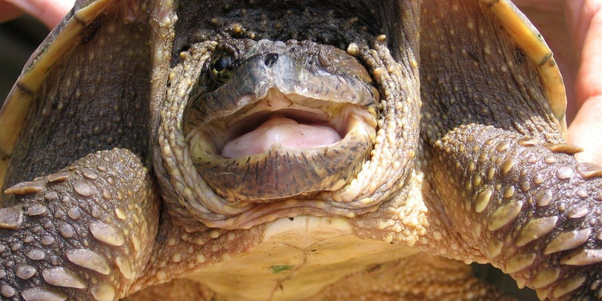 Land Use and Pollution Lead to More Male Snapping Turtle Babies,  Researchers Find - EcoWatch