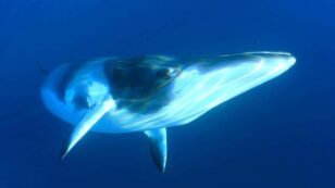 Norway Faces Backlash Over ‘Unnecessary’ Whale Hearing Tests