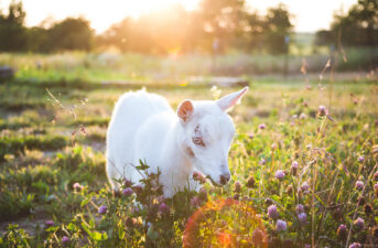 Is a Farm Stay With Rescue Animals Your Idea of Heaven?