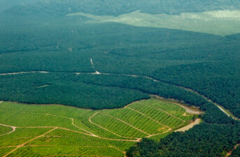 Palm Oil Importers Won’t Meet Zero Deforestation Goals by 2020, New Report Finds