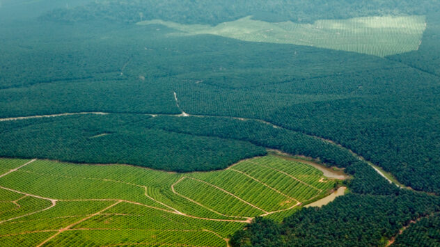 Palm Oil Importers Won’t Meet Zero Deforestation Goals by 2020, New Report Finds