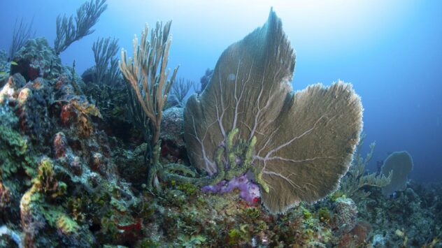 Oceana Mission to Mexico Uncovers Invasive Species and Coral Diseases on Pristine Reefs