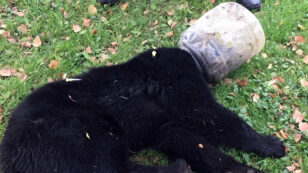 Rangers Free Bear Cub From Plastic Jar After Three-Day Search