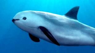 Vaquita on Brink of Extinction, Only 30 Remain in the Wild