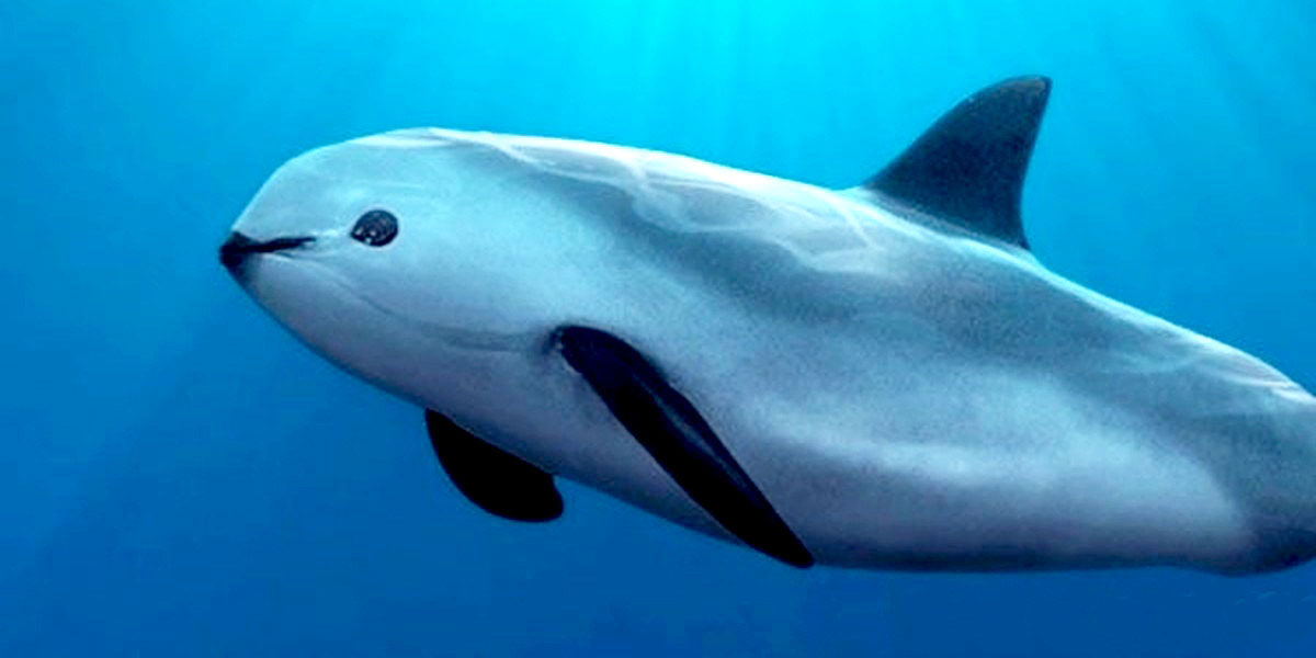 Vaquita on Brink of Extinction, Only 30 Remain in the Wild EcoWatch