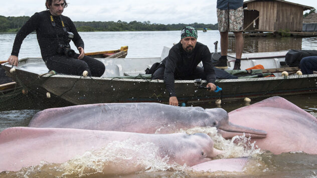 First Ever Tagging of Amazon Dolphins to Boost Conservation Efforts