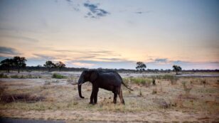 55 Elephants Have Died in 2 Months From Unprecedented Zimbabwe Drought, Wildlife Agency Says