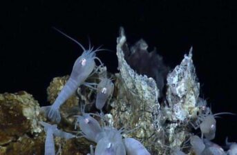 Global Treaty Needed to Halt Deep Sea Mining, Greenpeace Investigation Concludes