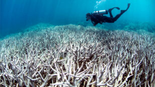 Scientists Confirm: 93% of Great Barrier Reef Now Bleached