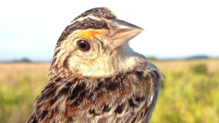 Is This the Year the Florida Grasshopper Sparrow Goes Extinct?
