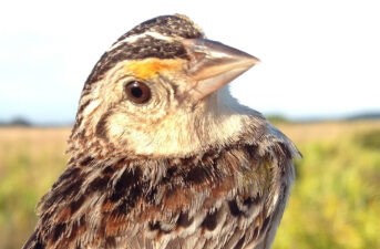 Is This the Year the Florida Grasshopper Sparrow Goes Extinct?