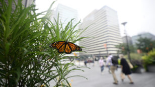 Monarch Butterfly Populations Are Plummeting