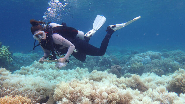 Severe Coral Reef Bleaching Now ‘Five Times More Frequent’ Than 40 Years Ago