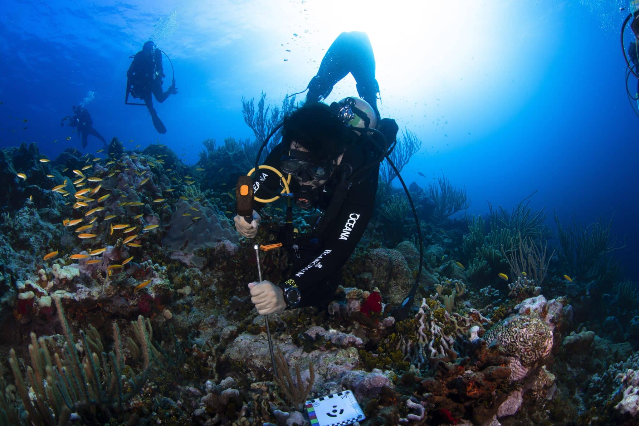 Scientists take measurements on a pristine reef.