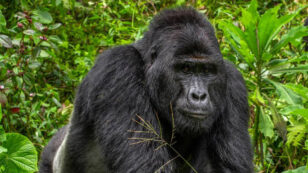 Poachers Arrested for Killing Endangered Silverback Gorilla