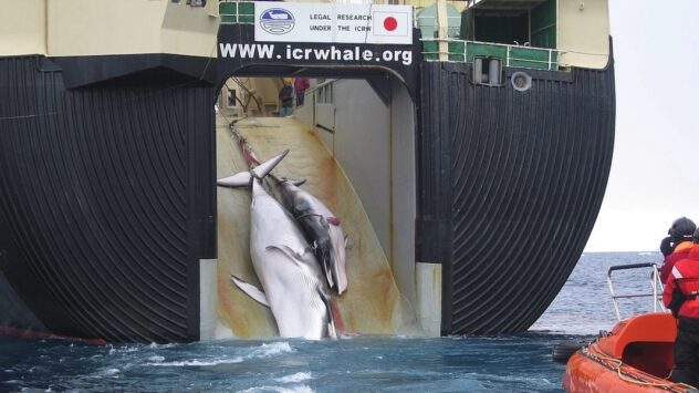 Japan Expected to Withdraw From IWC to Resume Whale Hunting