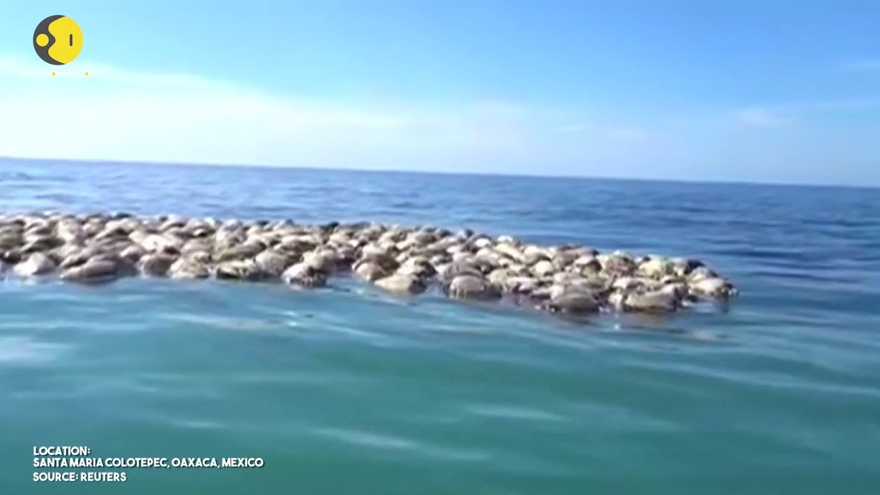 300 Endangered Sea Turtles Killed in Illegal Fishing Net Off Mexico’s Pacific Coast
