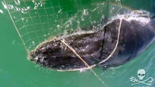 Humpback Whale Entangled in Illegal Gillnet Saved by Sea Shepherd Crew