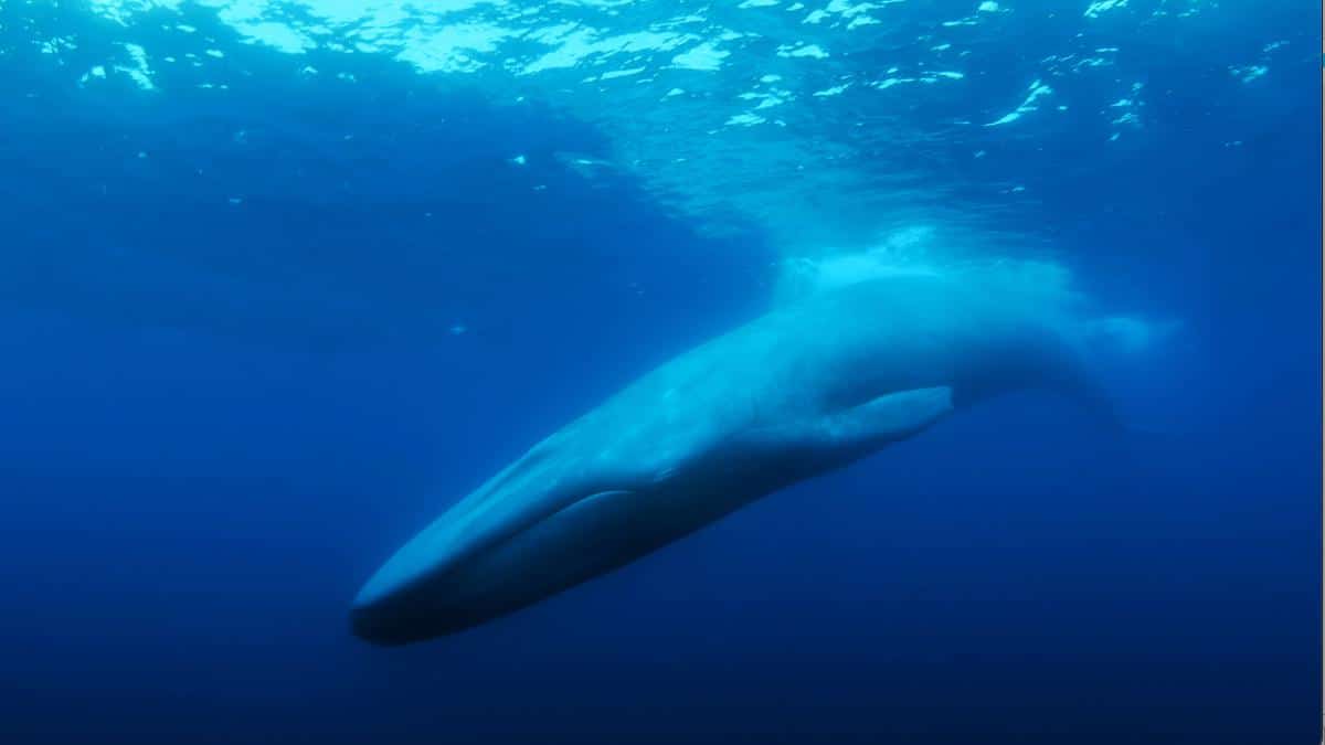 Scientists hypothesize that the "52 Hertz Whale" is a hybrid blue and fin whale.