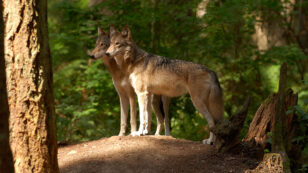 Washington State Kills Last Four of a Wolf Pack Hours Before Court-Ordered Reprieve